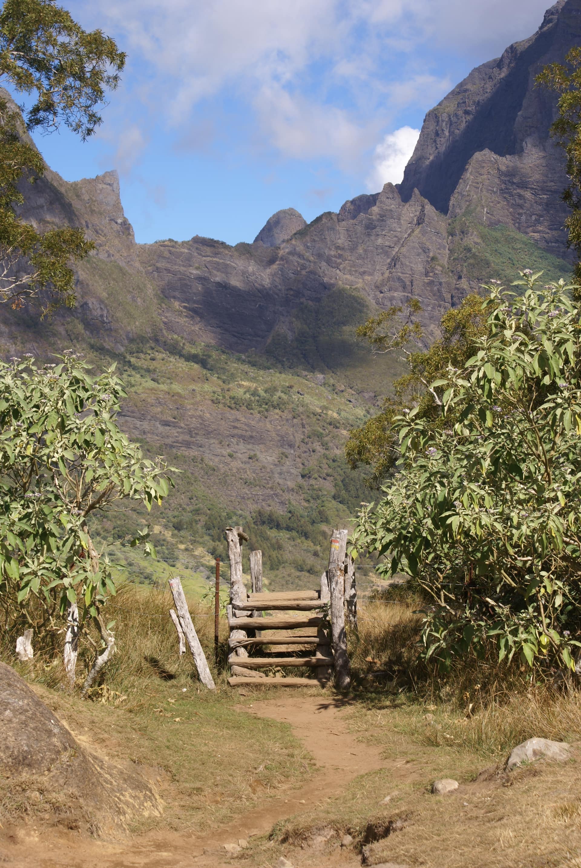 La Plaine des Tamarins, forêt d'altitude traversée avant d'atteindre La Nouvelle.