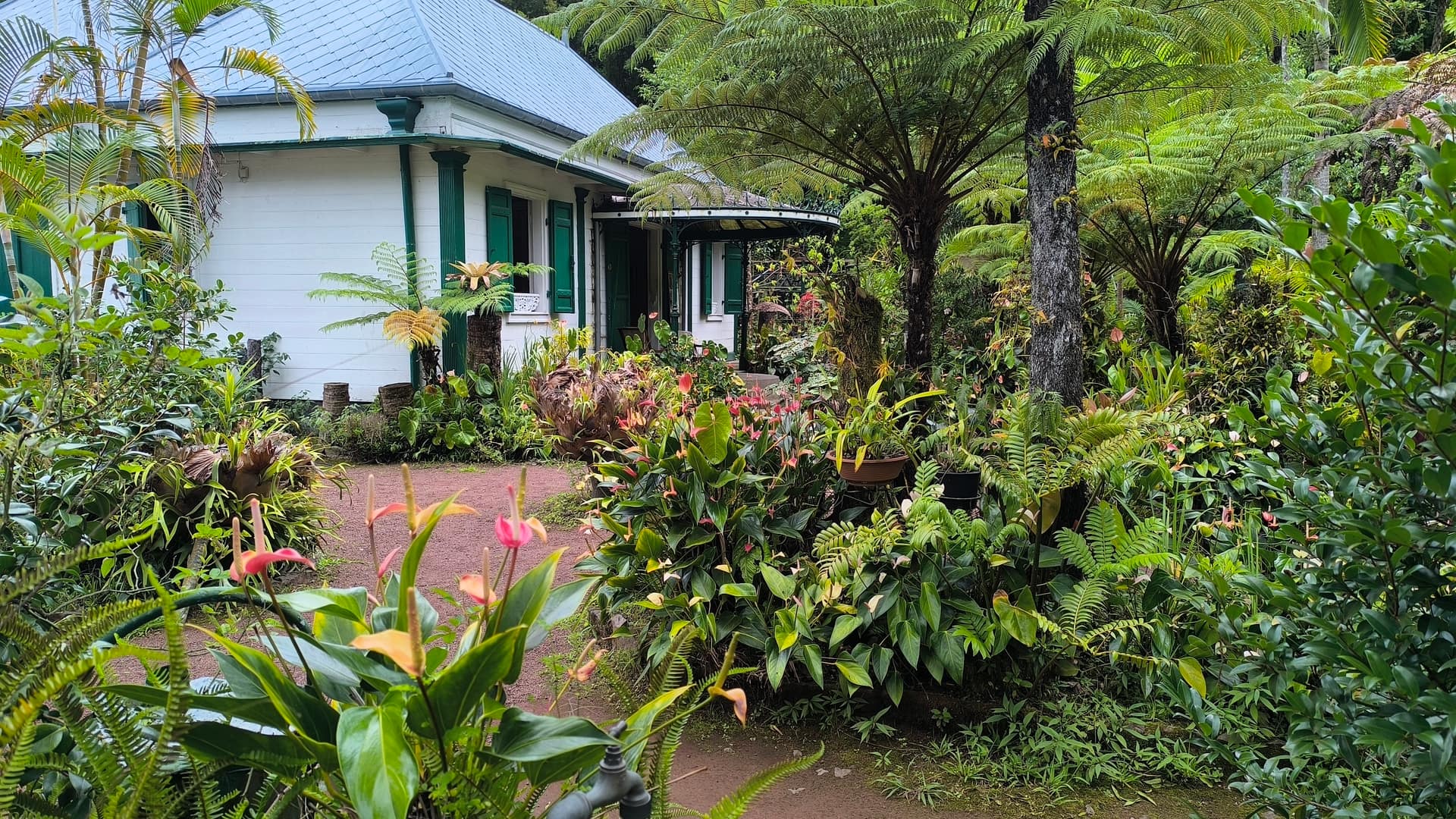 La serre d'orchidées et les fougères arborescentes du jardin de la Maison Folio.