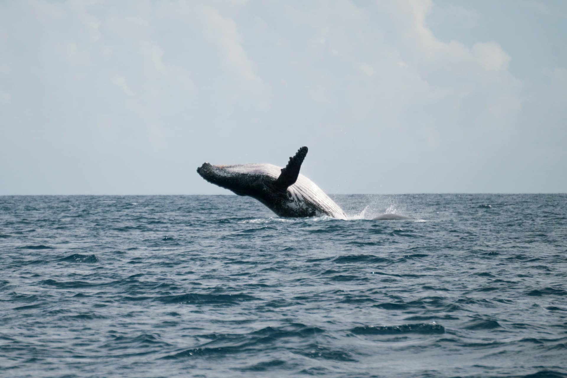 Baleine à bosse au large de la côte ouest