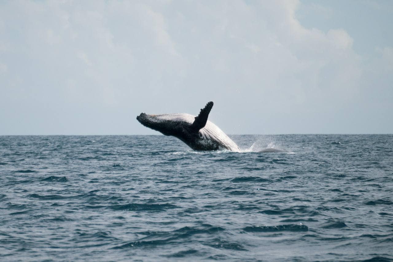 Baleine à bosse au large de la côte ouest