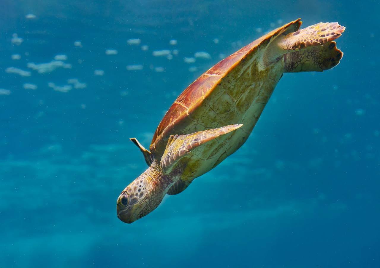 Kélonia, l'observatoire des tortues
