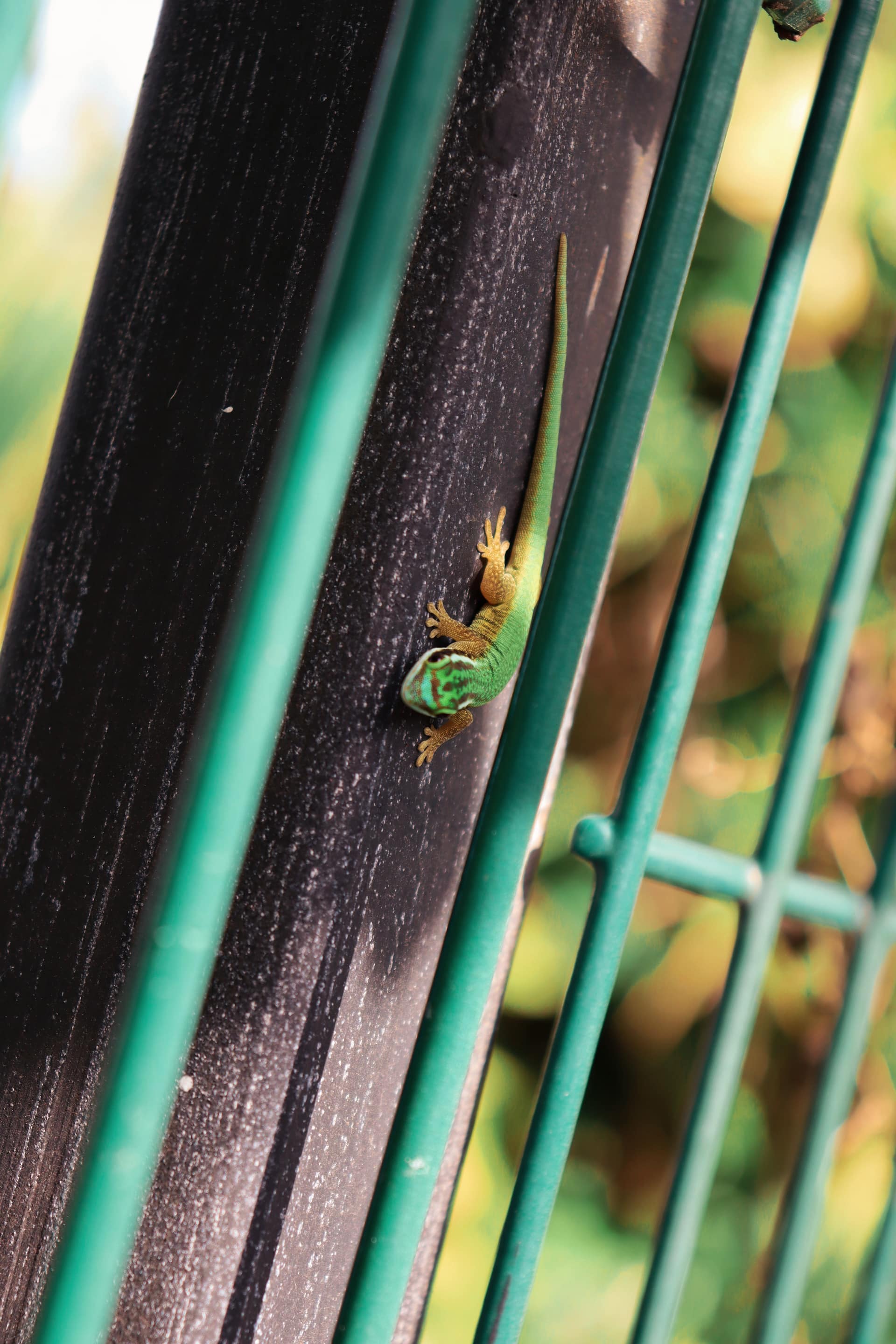 Le gecko vert de Manapany (Phelsuma inexpectata), endémique strict en danger critique.