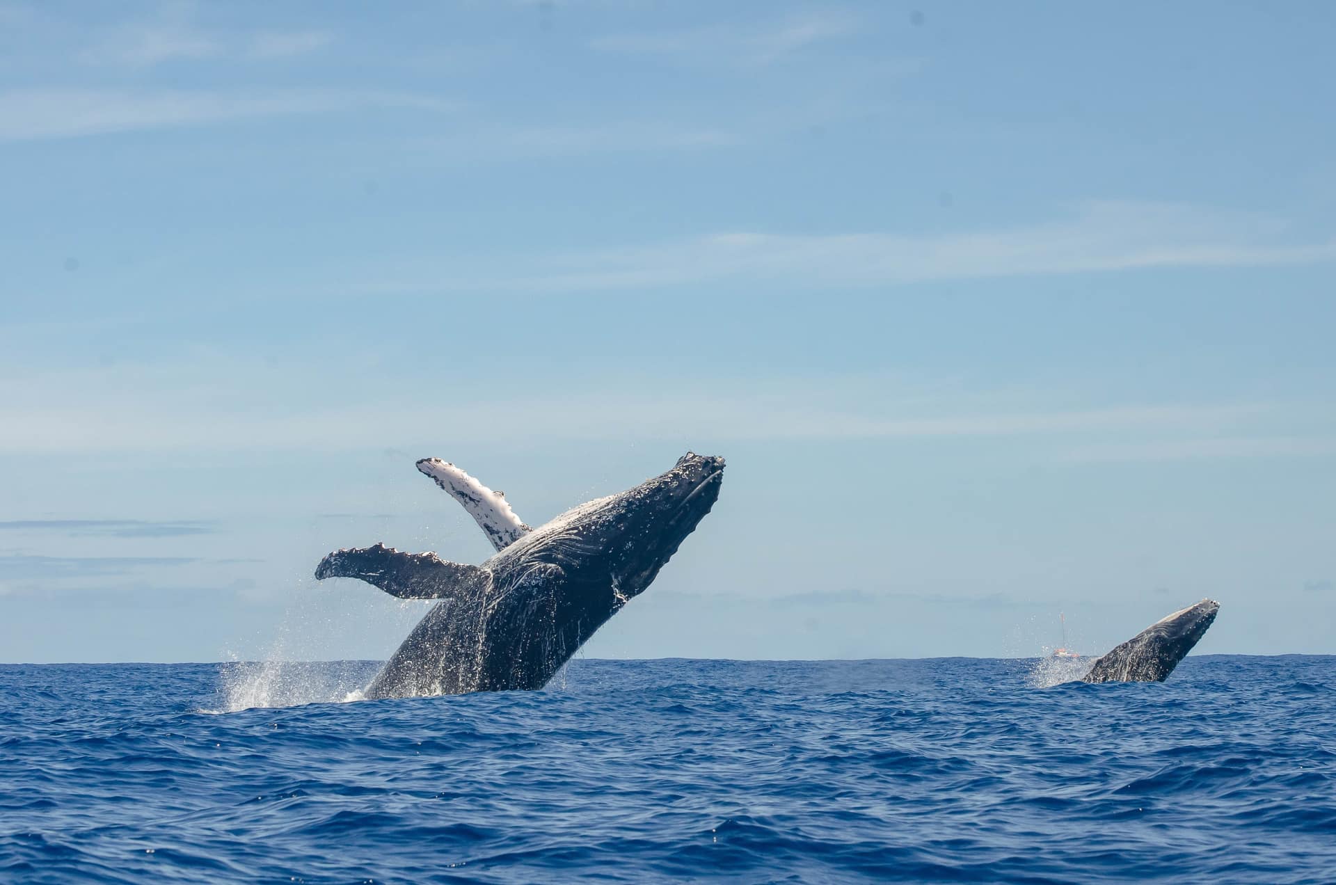 Baleine à bosse au large de la côte ouest de La Réunion