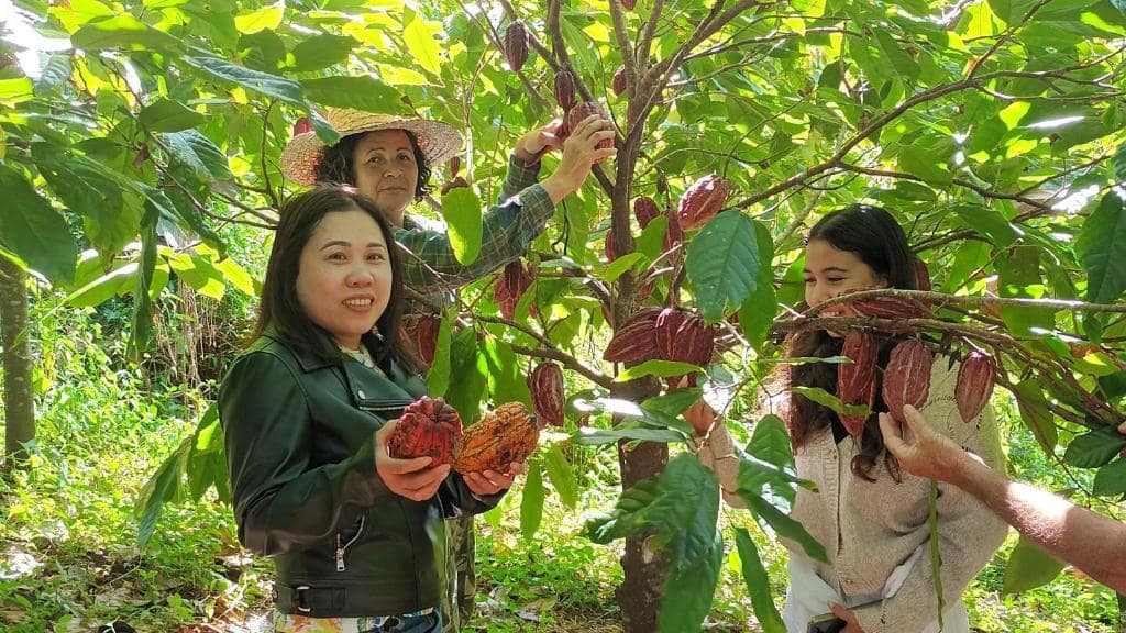Récolte des cabosses dans la plantation des hôtes · © La cacaoyère