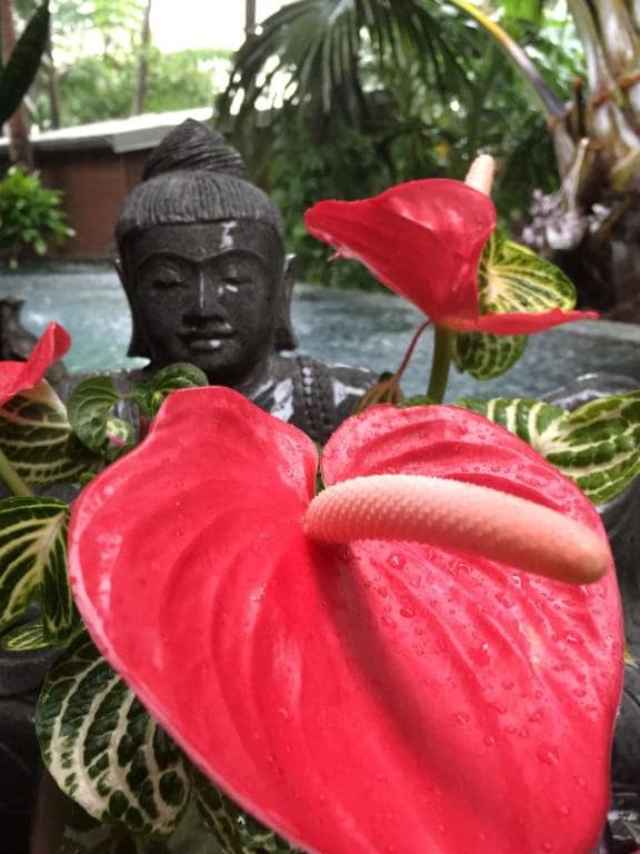 Détail jardin : anthurium et statue bouddha · © Lodge Palmae